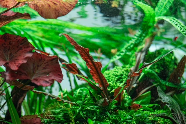 Breathe Life Into Your Aquascape