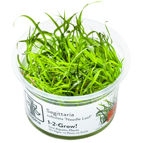 Midground Plants
